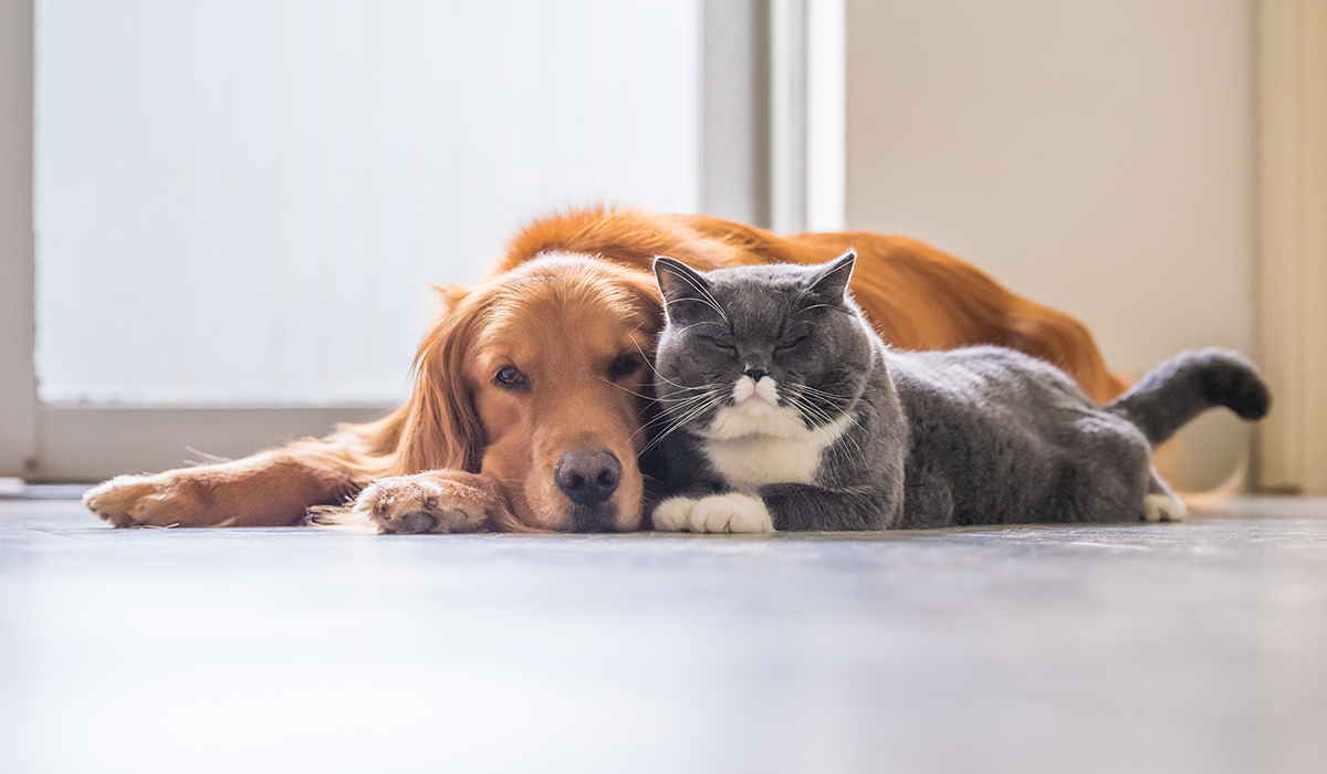 Smart Automation Products for Pet Owners